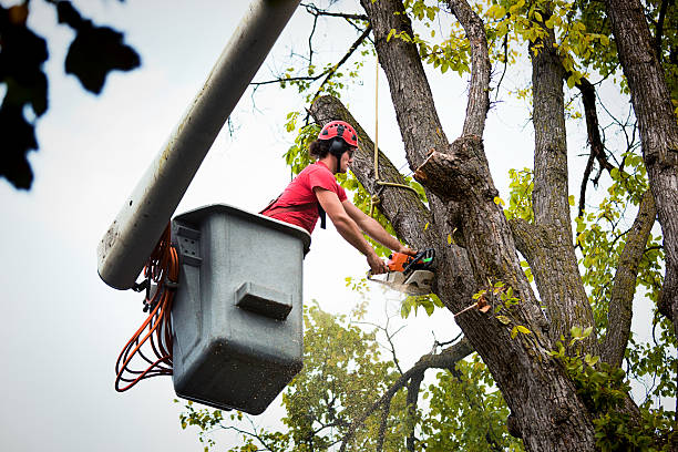 Best Hazardous Tree Removal  in Chamberlayne, VA